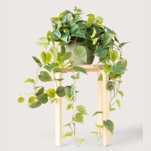 Philodendron Hanging Plant